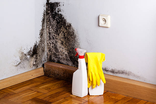 Best Commercial Mold Removal  in Waimanalo, HI
